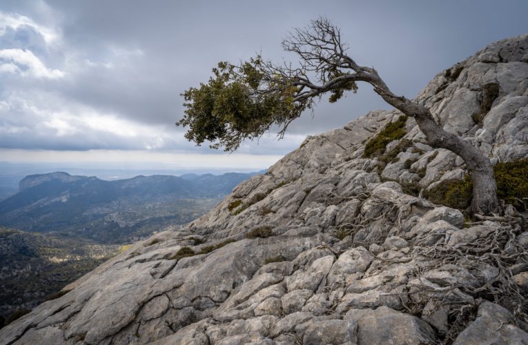 Flagstaff: The Importance of Resilience in Overcoming Trauma